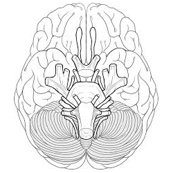 1. 뇌의 기저면을 해부학적으로 단순화한 선화 이미지. 뇌신경학적 연구 대상인 뇌간, 소뇌 및 여러 뇌신경의 구조를 보여줌.