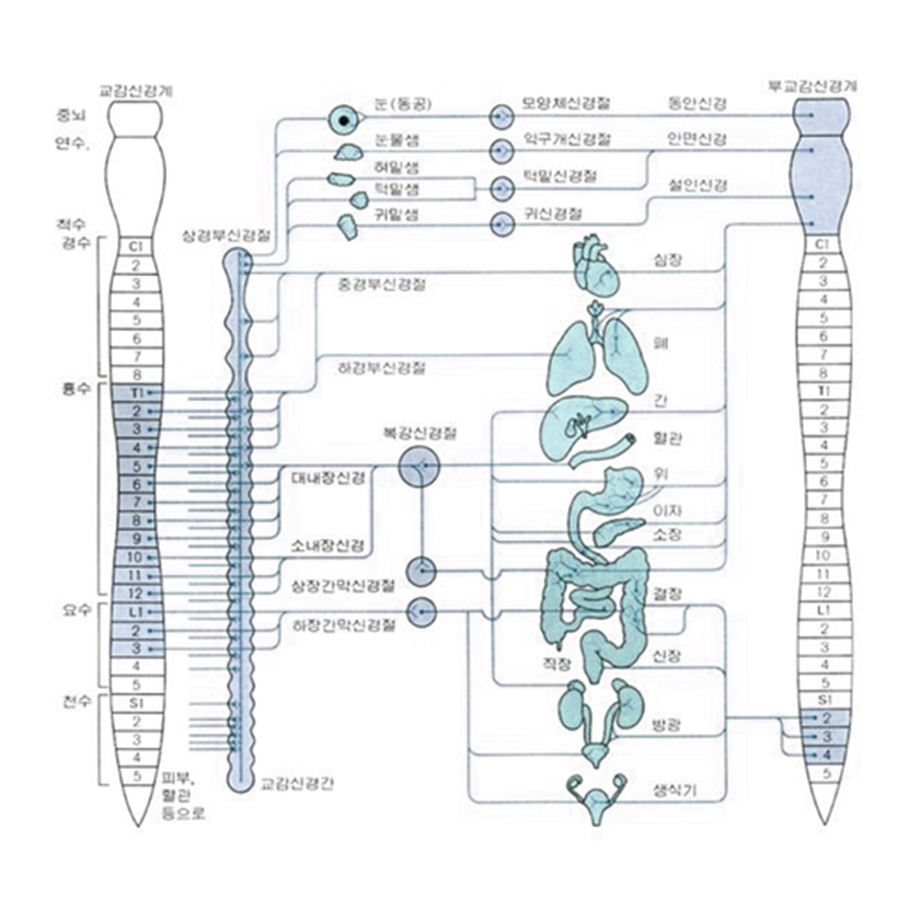 2. 자율신경계의 구조와 기능을 나타내는 도식. 교감신경과 부교감신경이 척추와 뇌간에서 시작하여 주요 장기들과 연결되는 신경 경로를 보여줌.